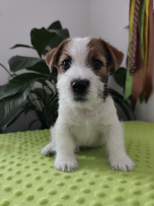 Jack Russell Terrier piesek