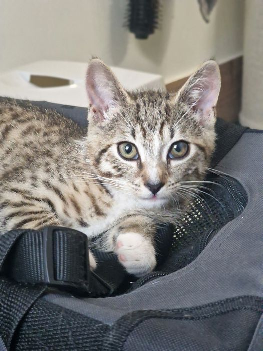 Kot Bandyta do adopcji