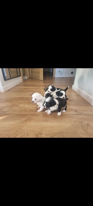 Szczeniaczki do adopcji