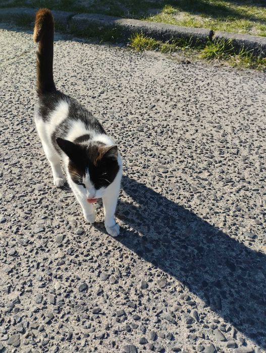 śliczny wysterylizowany kotek