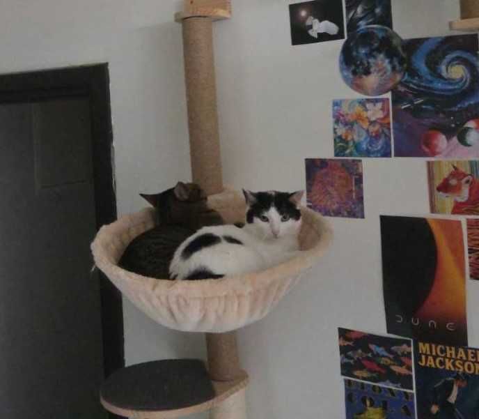 Amelka tak bardzo potrzebuje domku. Adoptuj!!