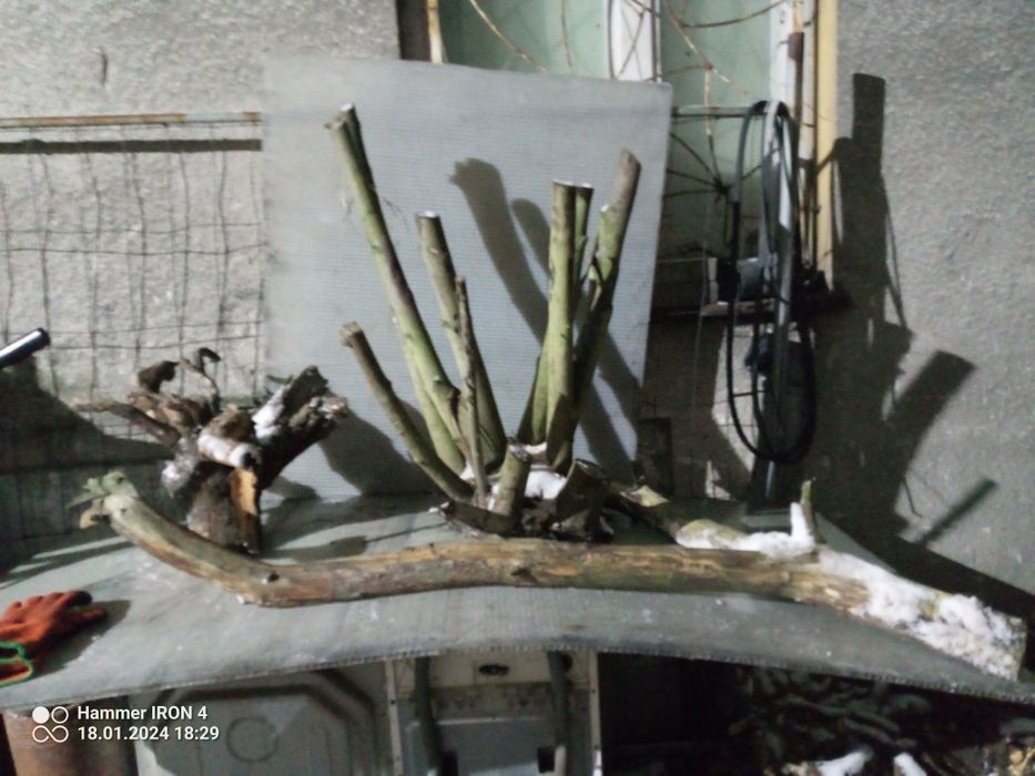 Pnie konary karpy korzenie gałęzie  ozdobne dekoracyjne