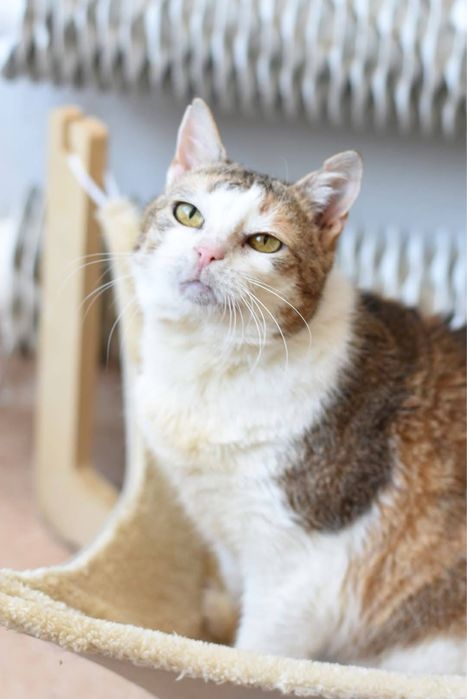 BABKA MARYLKA szuka domku