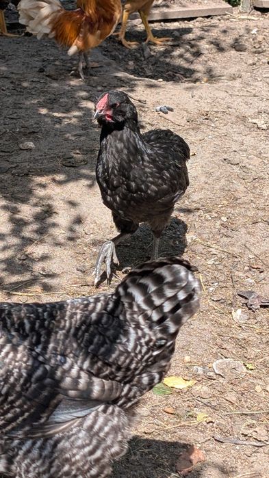 Parka kur ozdobnych Araucana