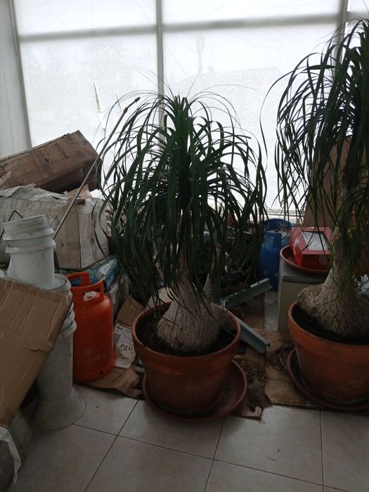 Planta Neolina Beaucarnea  gigante Bonsai maravilhoso.