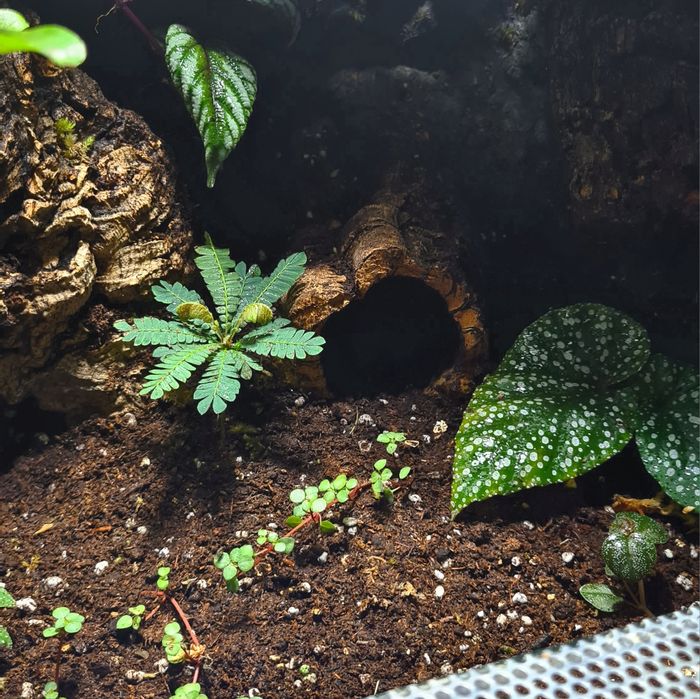 Terrarium na wymiar z aranżacją! Gekon, drzewołazy, agama