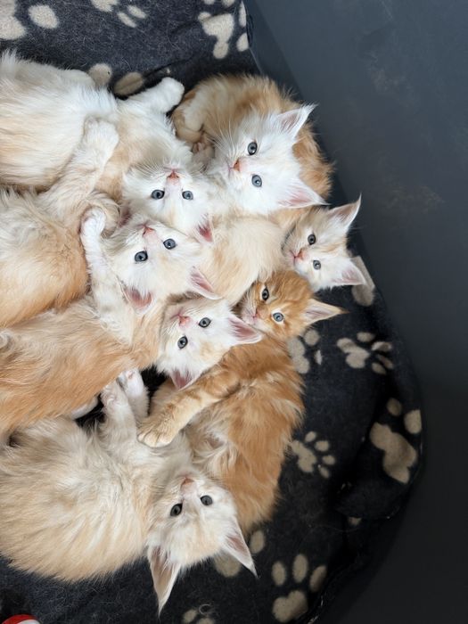 Кошкнята мейн кун