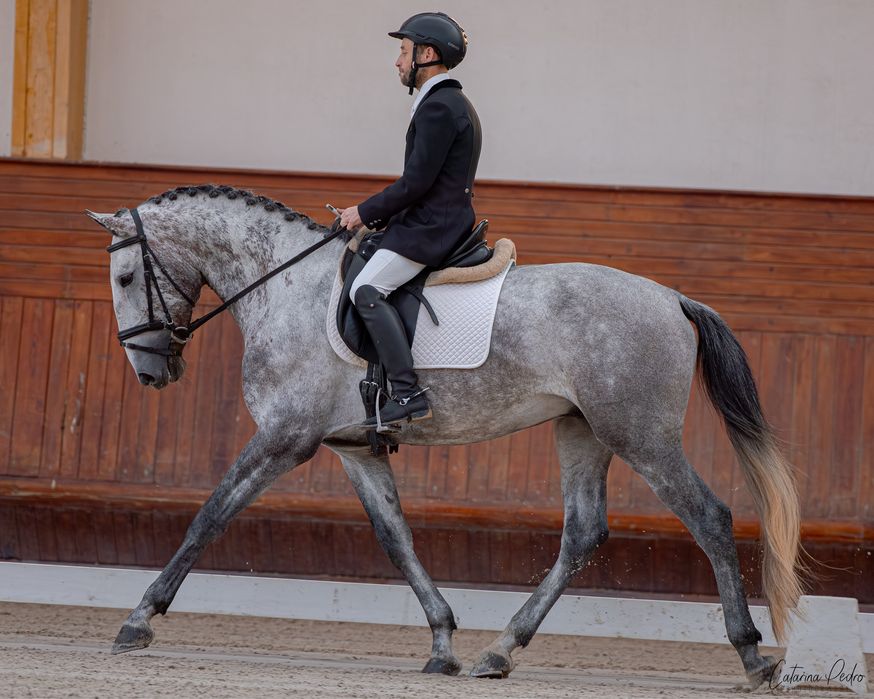 Vendo cobricoes 3 garanhoes optimas linhagens