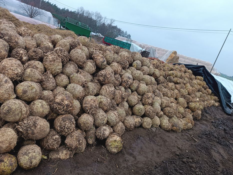 Warzywa seler korzeniowy