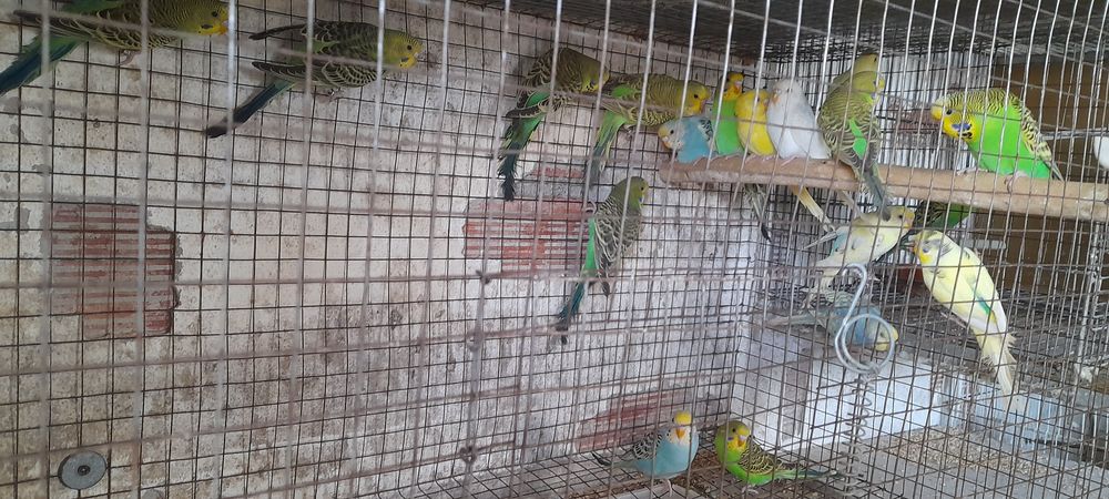 Piriquitos para ceder