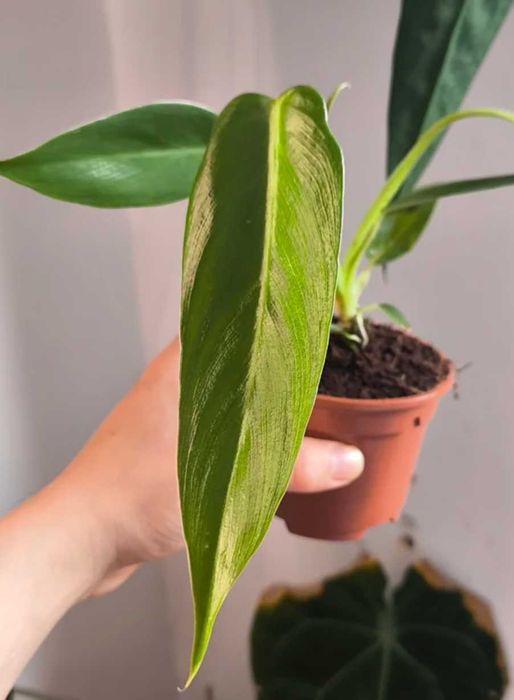 Philodendron Spiritus Sancti