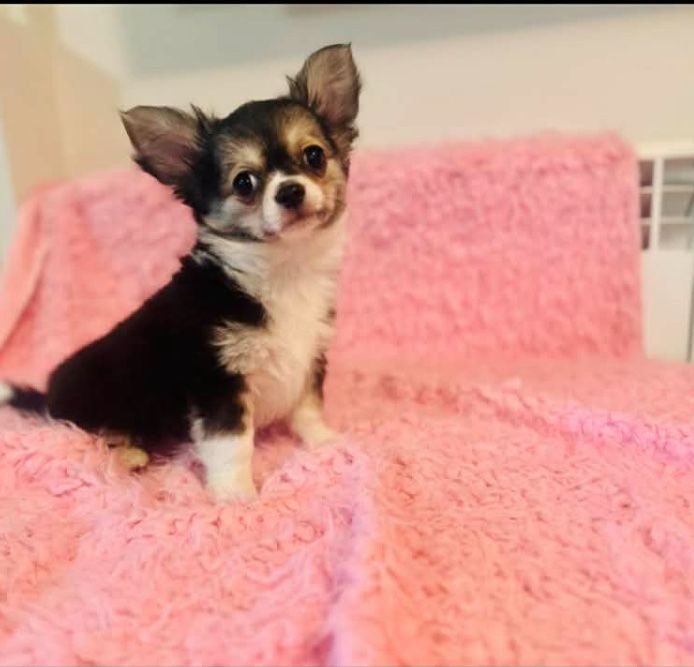 Chihuahua- Baron 3 miesiące po dwóch szczepieniach z rodowodem