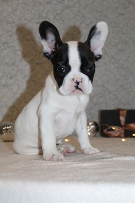 Французики генні карапузики