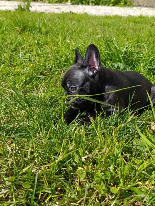 Bulldog Francês fêmea
