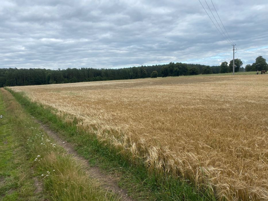 Sprzedam jęczmień jary i pszenżyto