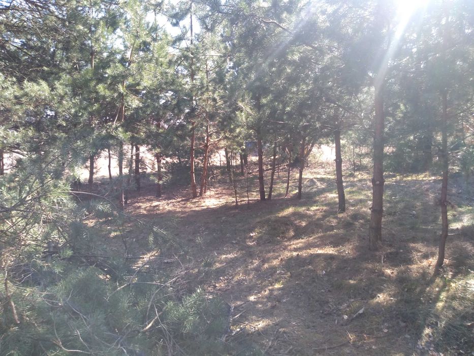 Sprzedam piękną działkę budowlaną w Ludwinowie k. Mińska Maz.