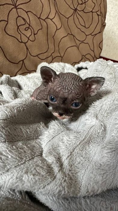 Кошенята сфінкса