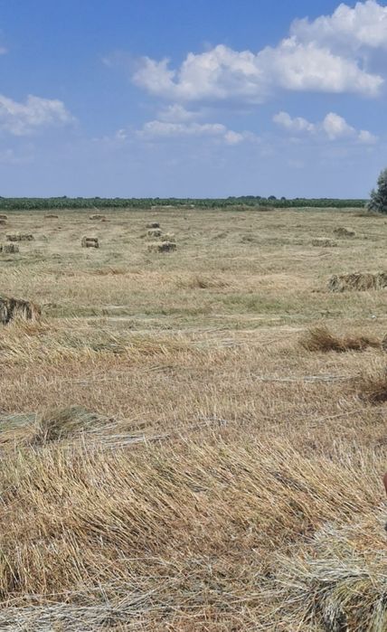 Продам сіно в тюках (тюки великі)