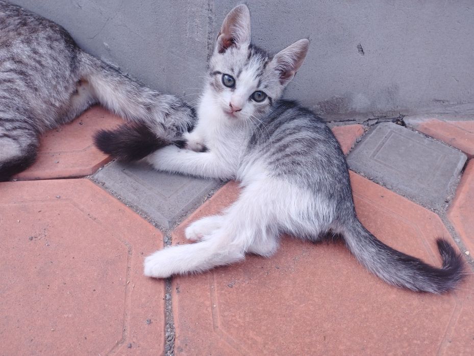 Кошенята в добрі руки