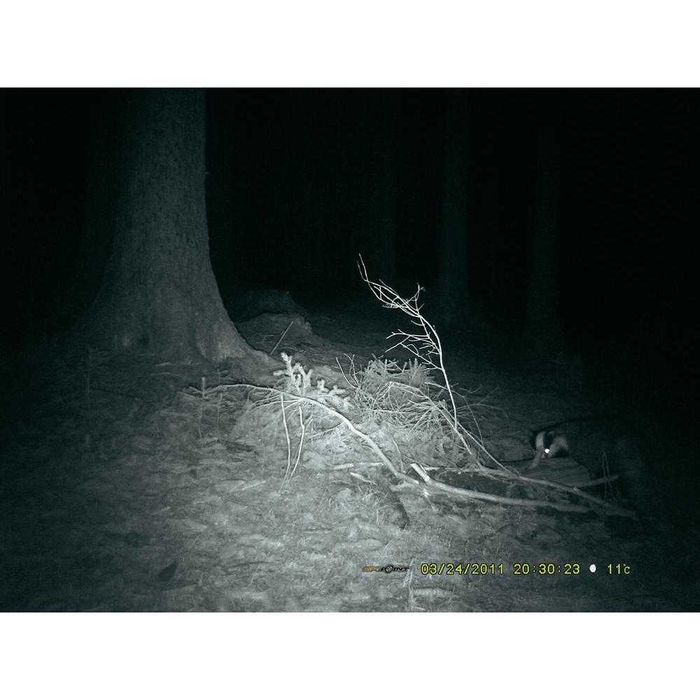 Fotopułapka, kamera leśna Minox DTC-550