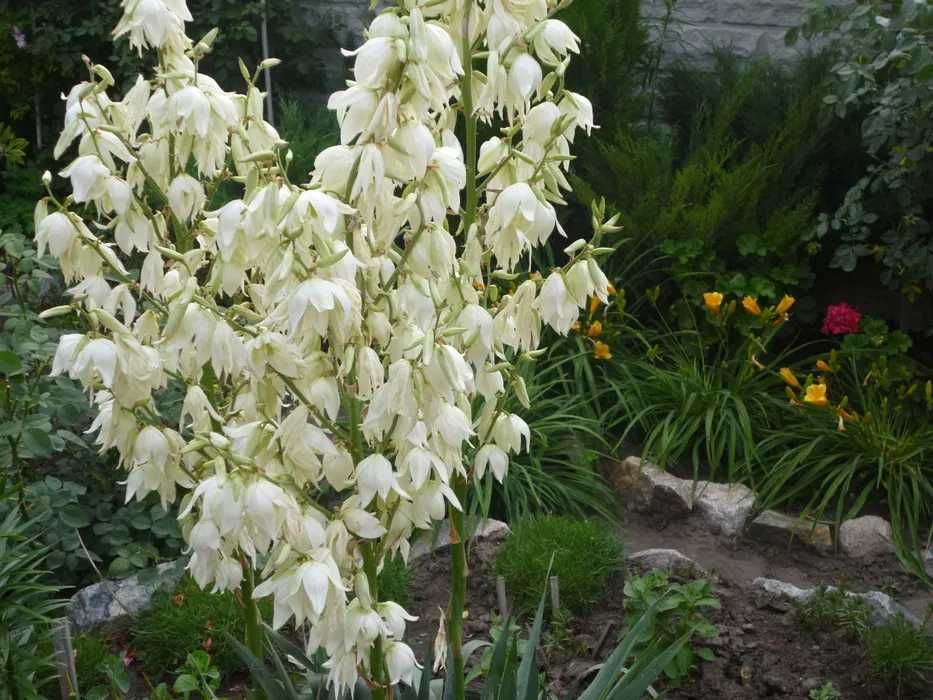 Многолетники излишки продам