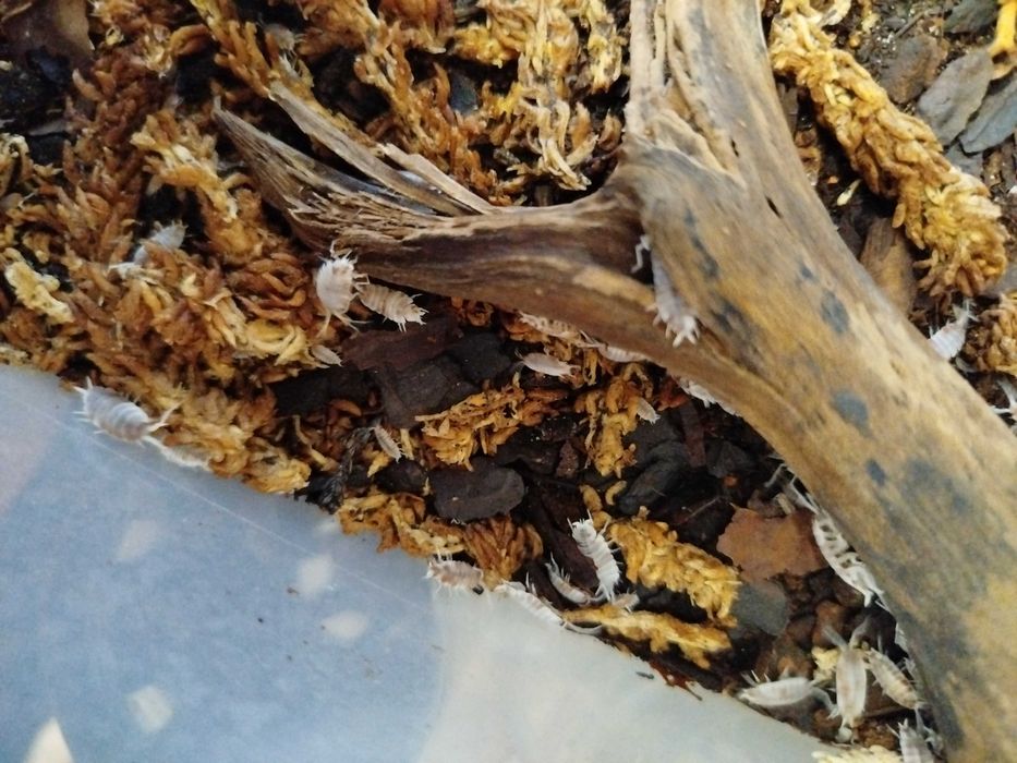Porcellionides pruinosus ‘Red Koi’ Isopody 15 sztuk