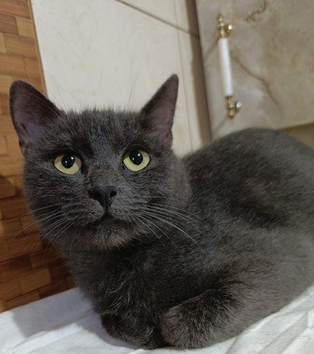 Кіт. Киця. Кошеня.