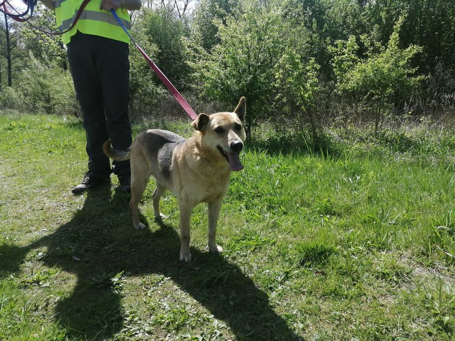 Teoś - odebrany ze złych warunków - schronisko