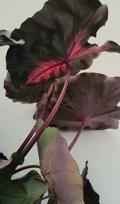 Colocasia Redemption64730137100674121