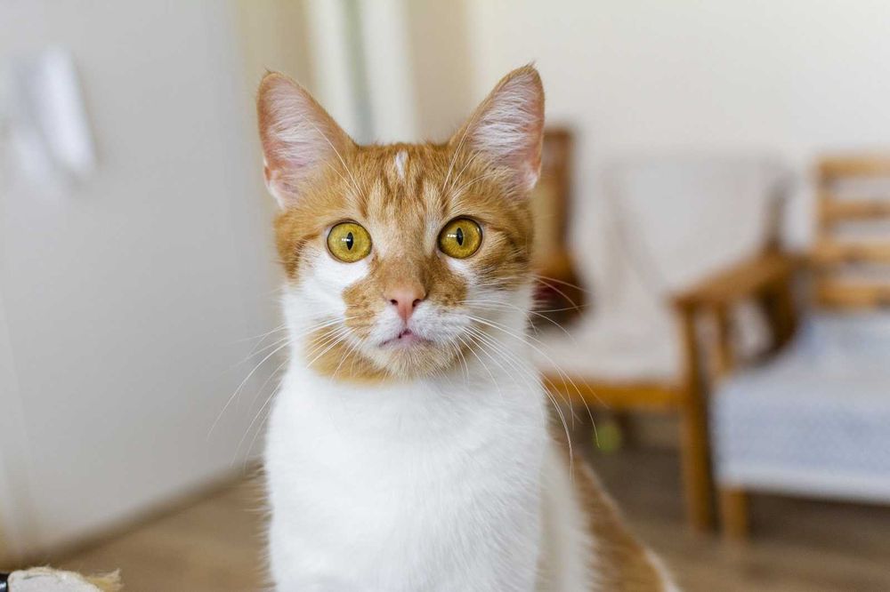 Marcyś młody kocurek szuka kochającego domu