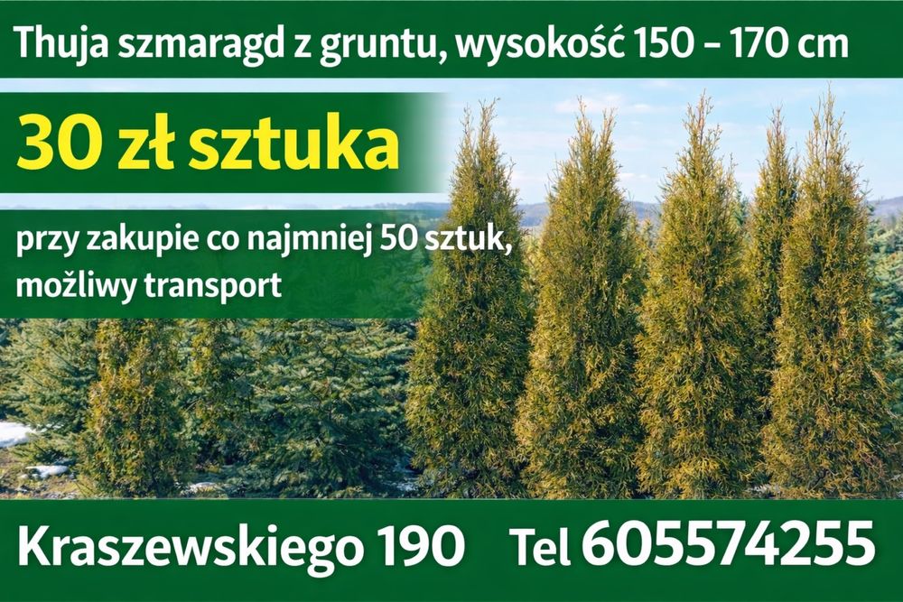 Thuja szmaragd z gruntu
