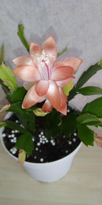 Шлюмбергера сортова beach danser