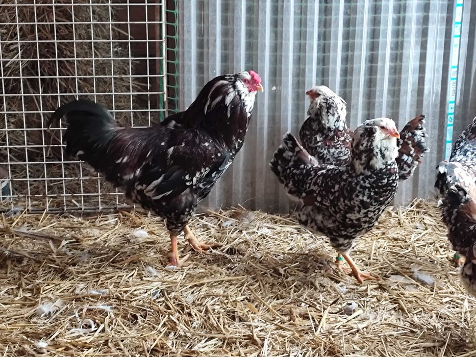 Orłowskie jaja lęgowe