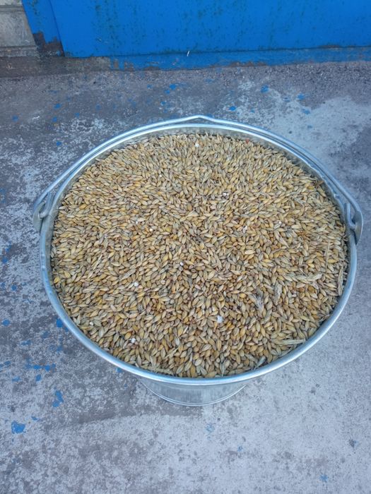 Кукурудза.Пшениця