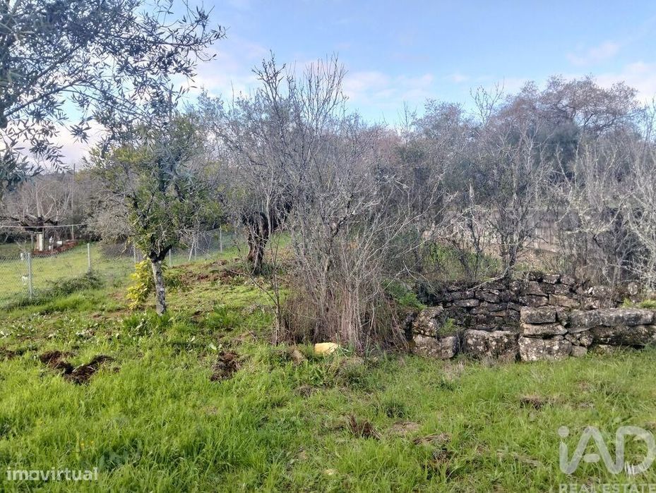 Terreno Agrícola em Chãos