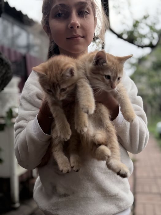 Котики бесплатно