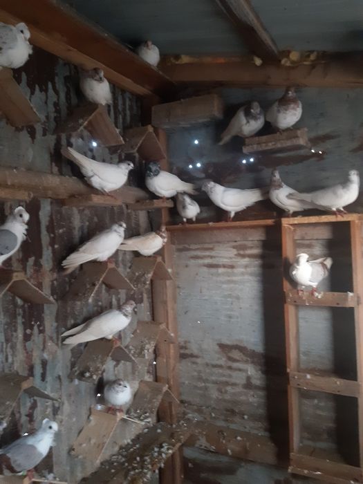 Sprzedam gołębie i kaczki