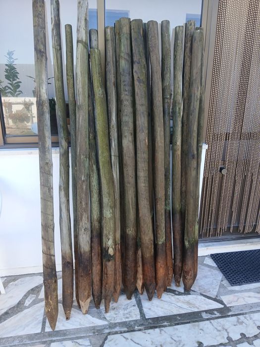 10 Paus tratados como novos.