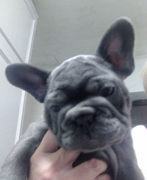 Элитные щенки французского бульдога