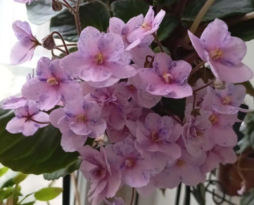 Фіалки трейлери,міні,стандарти сортові