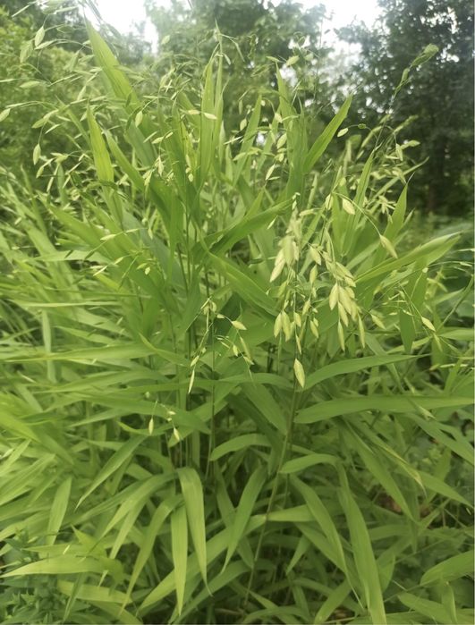 Погонаретум, просо, садовый злак, злаки