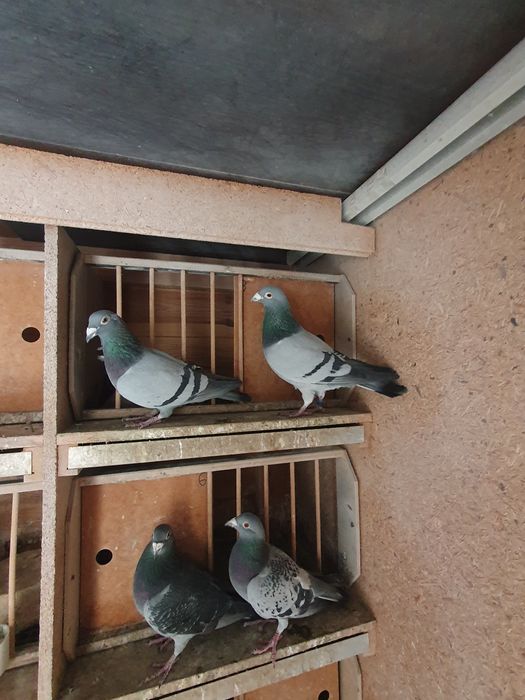 Gołębie pocztowe.