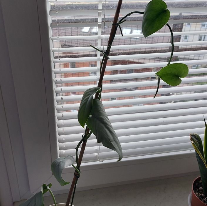 Scindapsus Silver Hero  rosnące rośliny + gratis global green