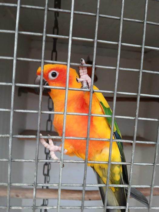 Aratingas sol para acabar de criar a mão