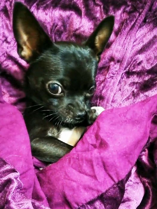 Вязка   чихуахуа