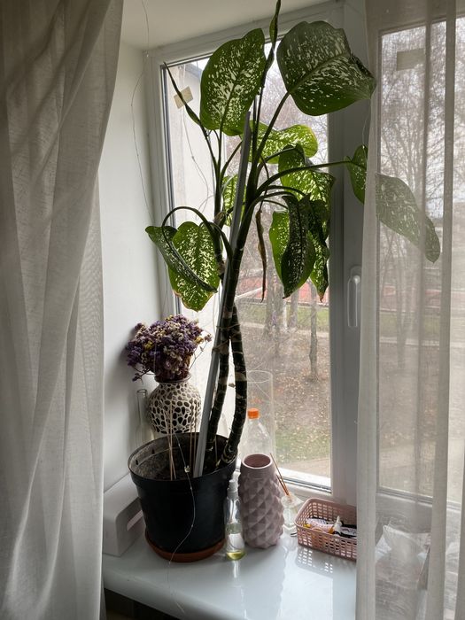 Монстера дифенбахия