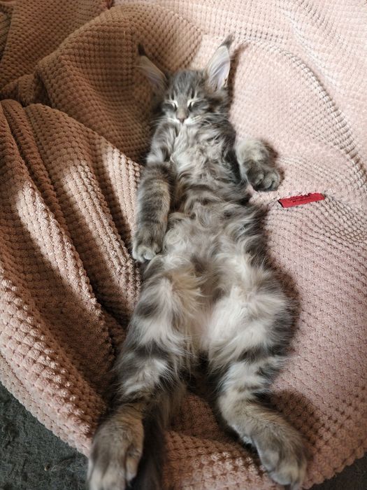 Kotka Maine Coon kociak