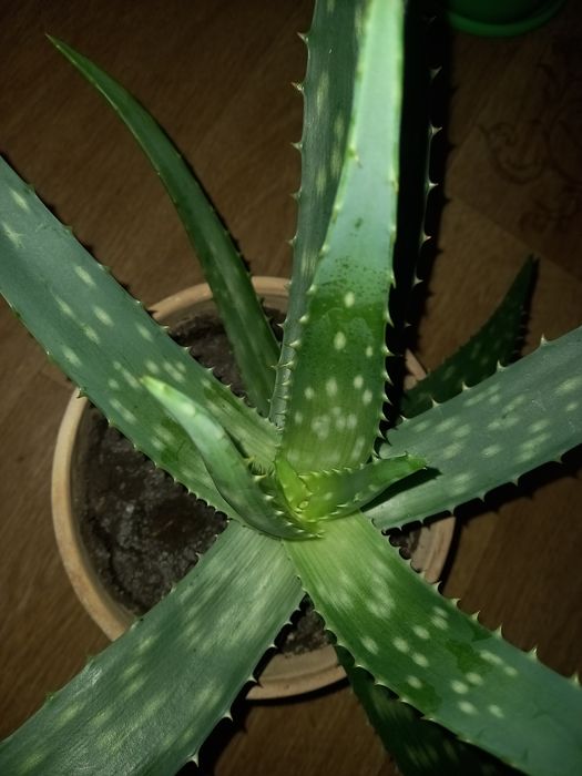 Алоє багаторічне Алоє-Вера