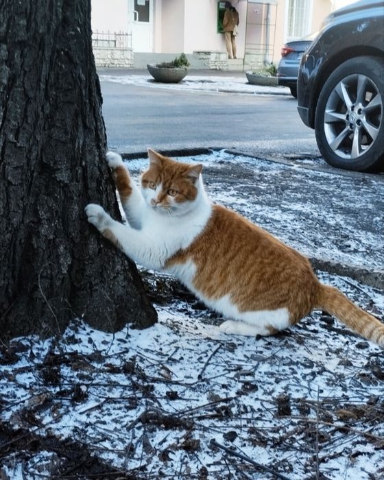 Кішечку в добрі руки