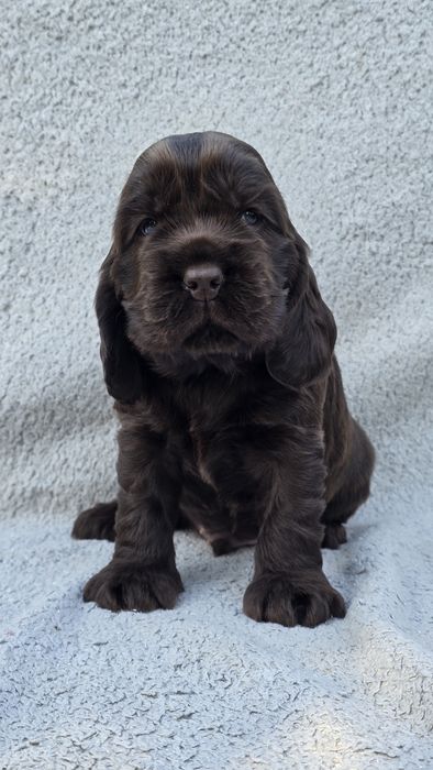 Cocker Spaniel Angielski